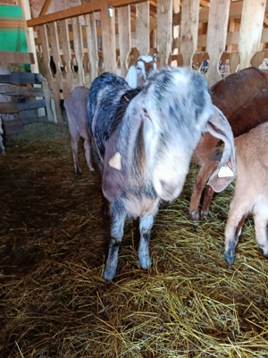 Țap Rasa Anglo-Nubian - imagine 3