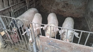 Vând porci de casă 11 lei kg 