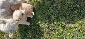 Spre adoptie - imagine 2