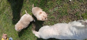 Spre adoptie - imagine 4