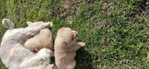 Spre adoptie - imagine 3