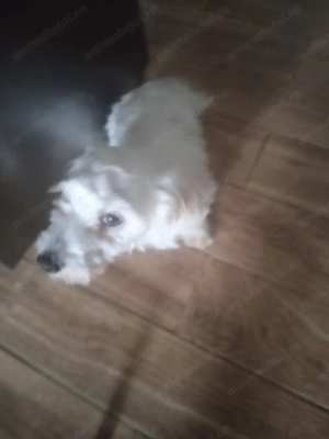 Vând bison havanez băiețel  - imagine 2