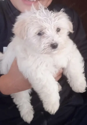 Vând bison havanez băiețel 