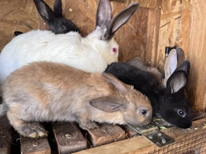 Vând iepuri rasa urias german si california - imagine 2