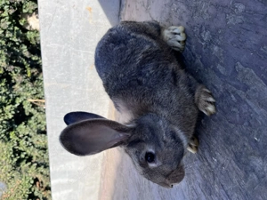 Vând iepuri rasa urias german si california - imagine 4