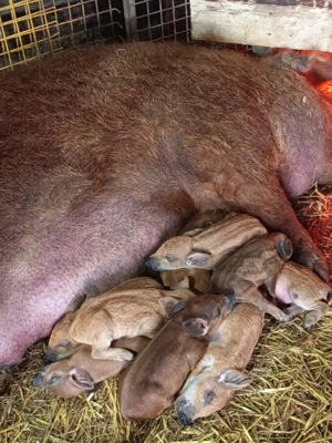 Vand scroafă mangalița cu 9 purcei - imagine 2