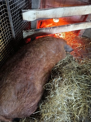 Vand scroafă mangalița cu 9 purcei - imagine 3