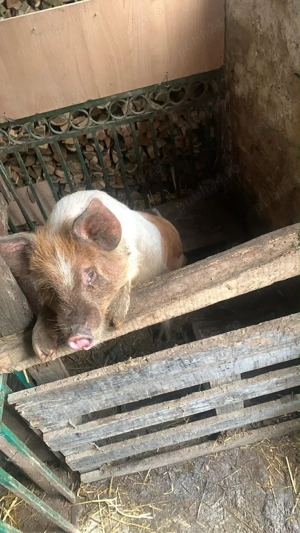 Scrofita Landrace cu Duroc  - imagine 3