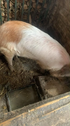 Scrofita Landrace cu Duroc  - imagine 2