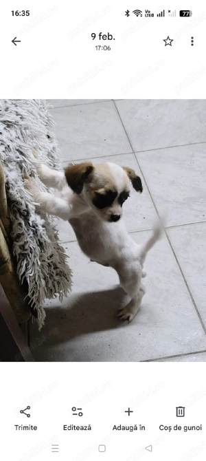 Bichon băiețel  - imagine 2