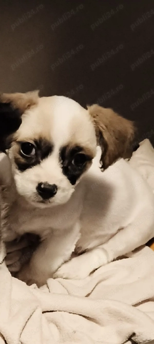 Bichon băiețel  - imagine 4