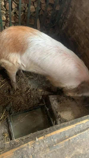 Scrofita Landrace cu Duroc 40 kg ++++ - imagine 3