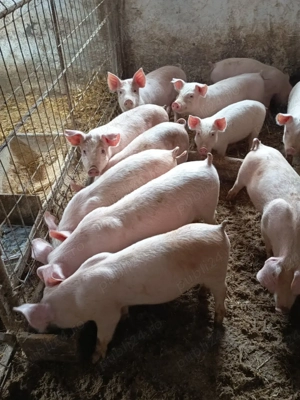 purcelusi de vânzare  - imagine 3