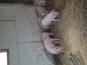 Marele alb  landrace 25-30 de kg - imagine 3