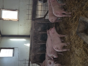 Marele alb  landrace 25-30 de kg - imagine 2