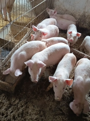 purcelusi de vânzare  - imagine 2