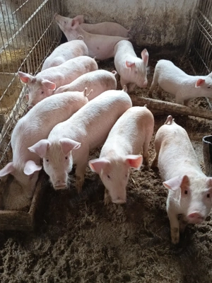 purcelusi de vânzare  - imagine 4