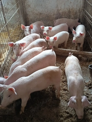purcelusi de vânzare 