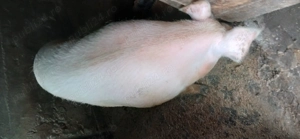 Vand purcea întreaga sau carcasa - imagine 2