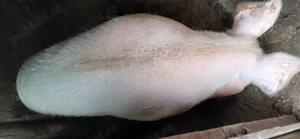 Vand purcea întreaga sau carcasa - imagine 4