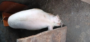 Vand purcea întreaga sau carcasa - imagine 5