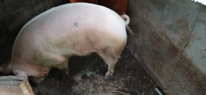 Vand purcea întreaga sau carcasa - imagine 3