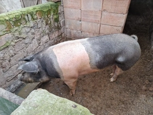 Porc de vânzare  - imagine 2