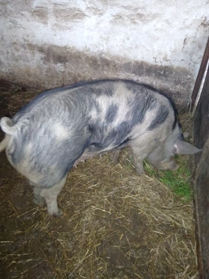 Scroafa de vânzare  - imagine 2