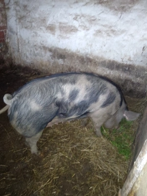 Scroafa de vânzare  - imagine 3