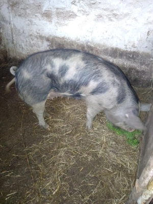 Scroafa de vânzare  - imagine 4