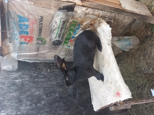 Femela fluture janet negru 