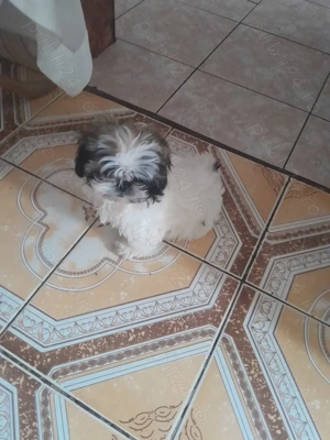 Catelusa,dragalasa,jucăușă și iubitoare! - imagine 3