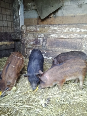 vând purcei Mangaliță& Mistreț - Duroc