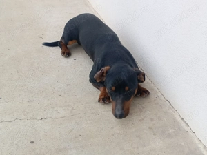 Vând Tekel mascul - imagine 2