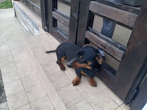 Vând Tekel mascul - imagine 3