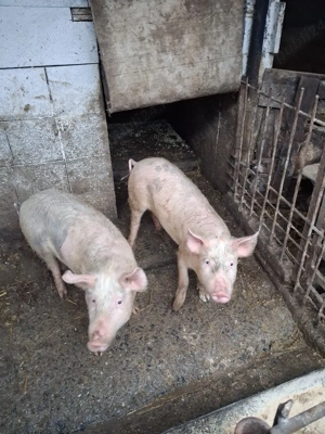 de vânzare  - imagine 3