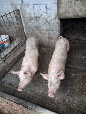 de vânzare  - imagine 4