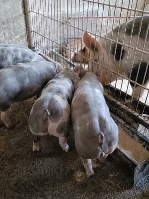 vand purcei pietrain  - imagine 4