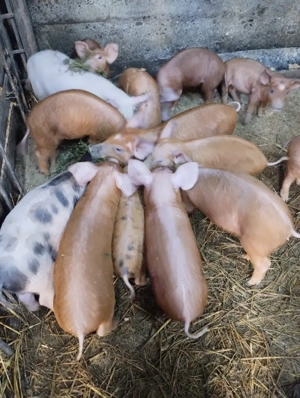 Vand purcei soldani 250-500 lei - imagine 3