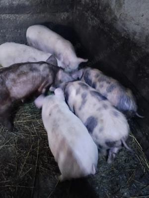 Vand purcei soldani 250-500 lei - imagine 2