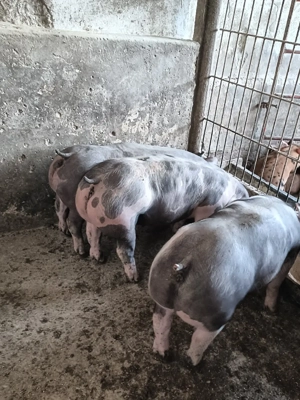 vand purcei pietrain  - imagine 3