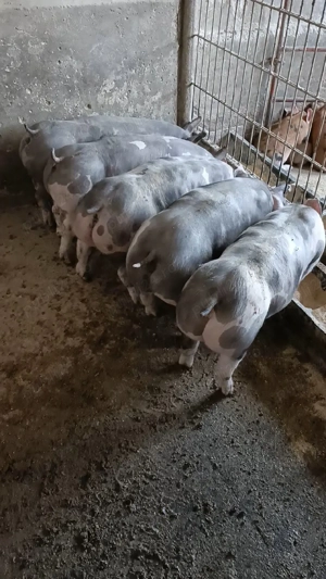 vand purcei pietrain  - imagine 5