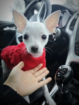Chihuahua mascul  - imagine 5