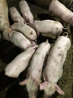 Porci de vanzare 
