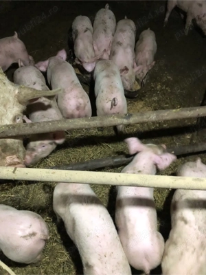 Porci de vanzare  - imagine 2