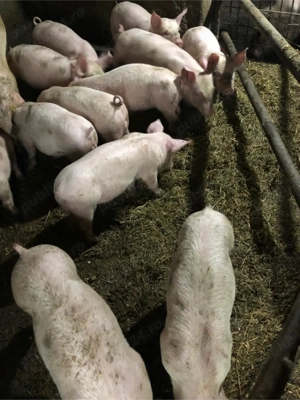 Porci de vanzare  - imagine 3