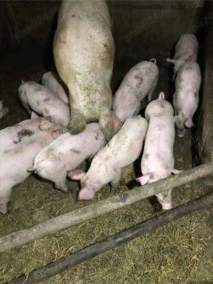 Porci de vanzare  - imagine 4