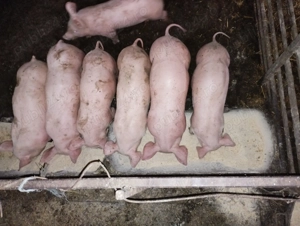 purcei 2 luni!  - imagine 2