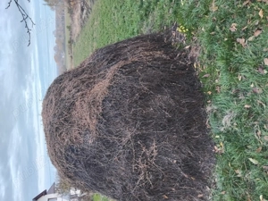 Vând plastă lucernă