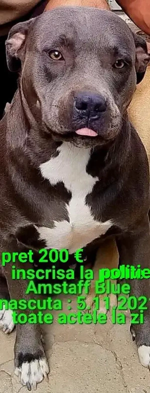 Amstaff Blue doar pt.iubitori si cunoscatori - imagine 2